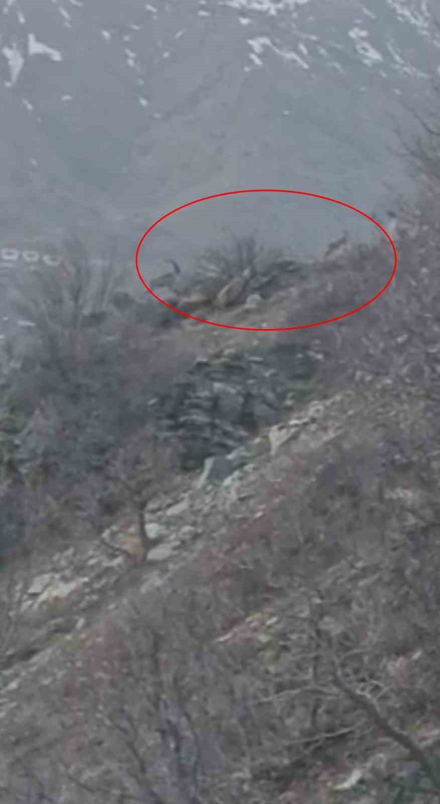 Diyarbakır’da nesli koruma altında bulunan dağ keçileri görüntülendi
