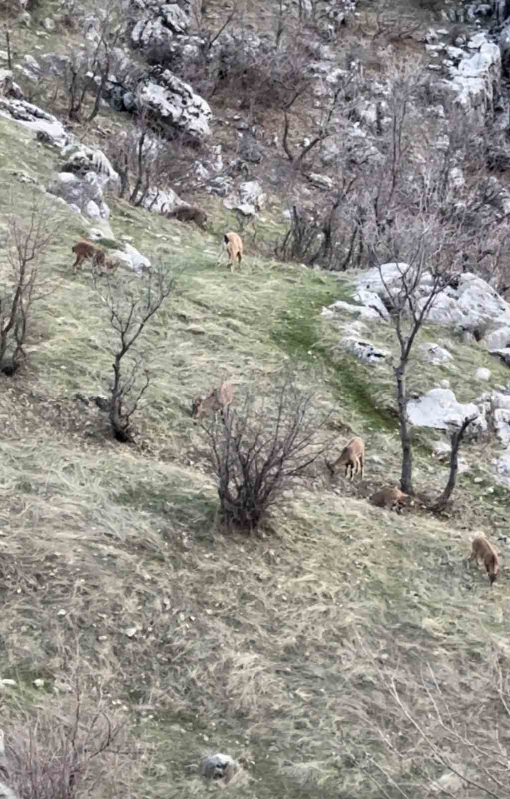 Diyarbakır’da nesli koruma altında olan dağ keçileri görüldü
