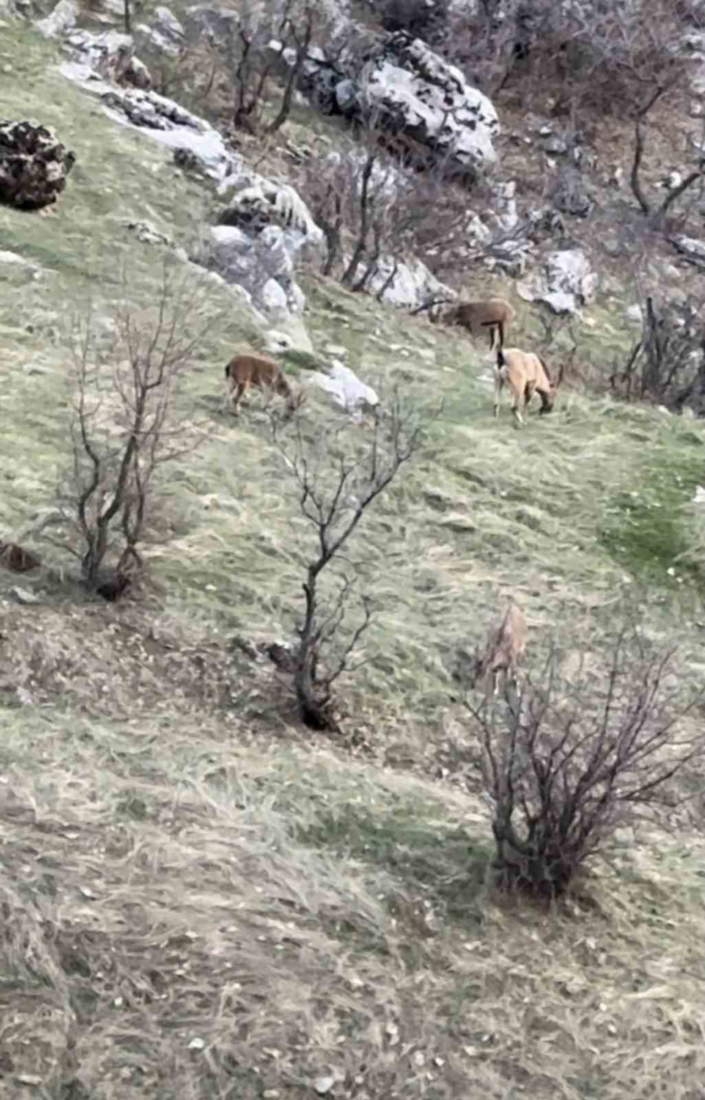 Diyarbakır’da nesli koruma altında olan dağ keçileri görüldü
