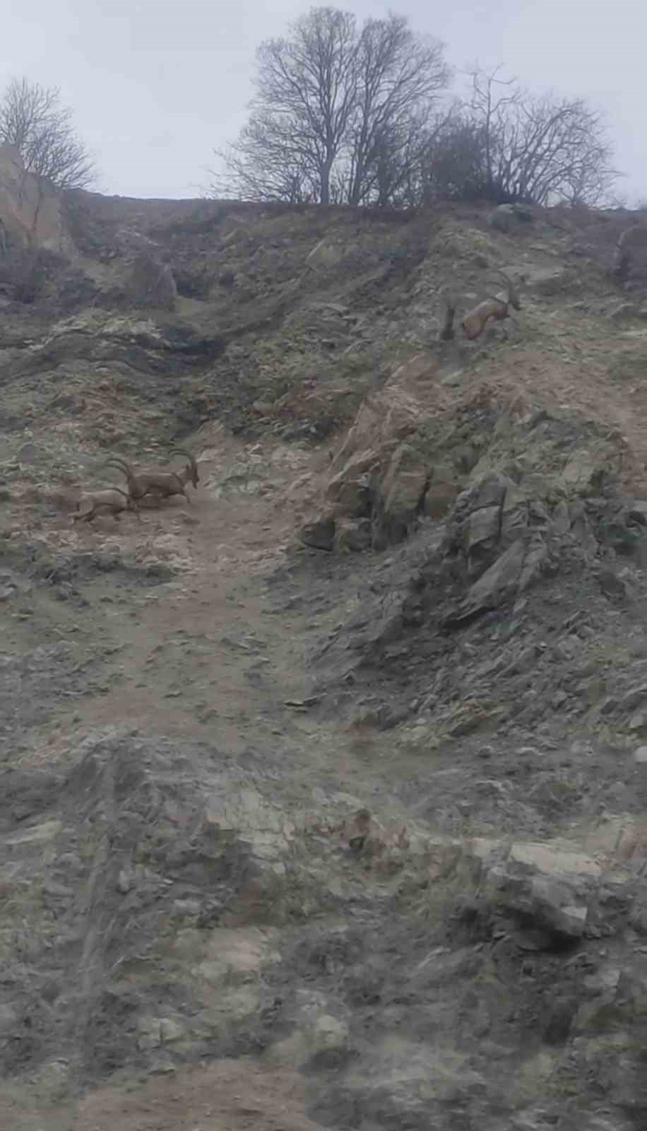 Diyarbakır’da nesli tükenme tehlikesi altında bulunan dağ keçileri sürü halinde görüntülendi
