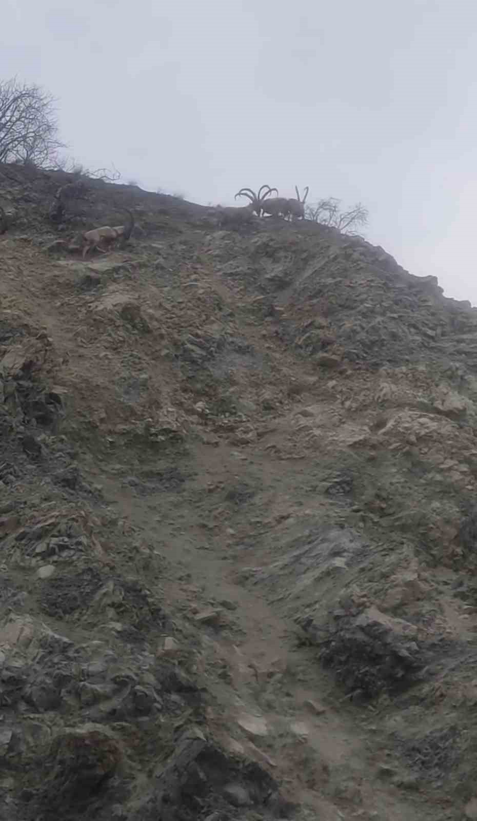 Diyarbakır’da nesli tükenme tehlikesi altında bulunan dağ keçileri sürü halinde görüntülendi
