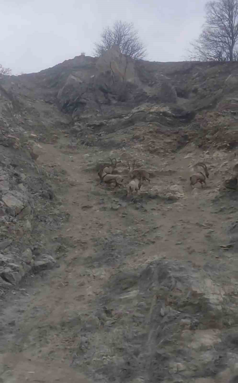 Diyarbakır’da nesli tükenme tehlikesi altında bulunan dağ keçileri sürü halinde görüntülendi
