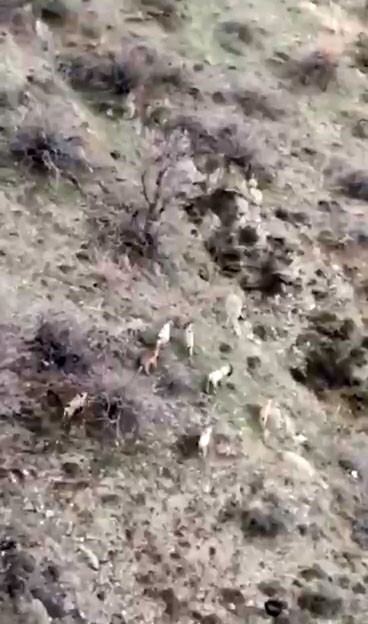 Diyarbakır’da popülasyonu hızla artıyor: Dağ keçileri sürü halinde görüntülendi
