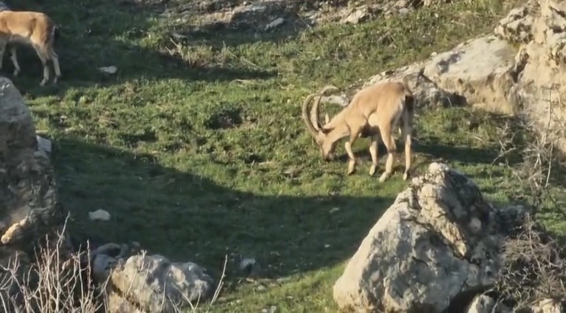 Diyarbakır’da popülasyonu hızlı artan dağ keçileri görüldü
