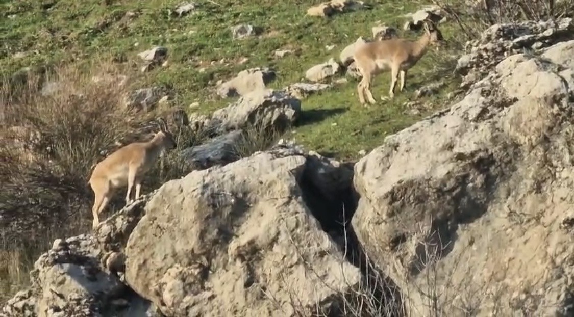 Diyarbakır’da popülasyonu hızlı artan dağ keçileri görüldü
