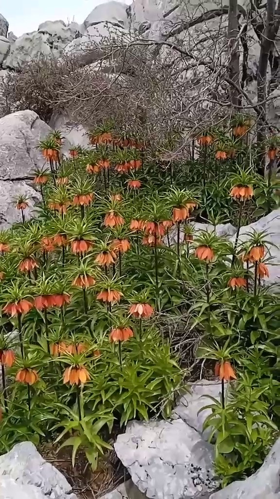 Diyarbakır’da ’ters laleler’ doğayı renklendirdi
