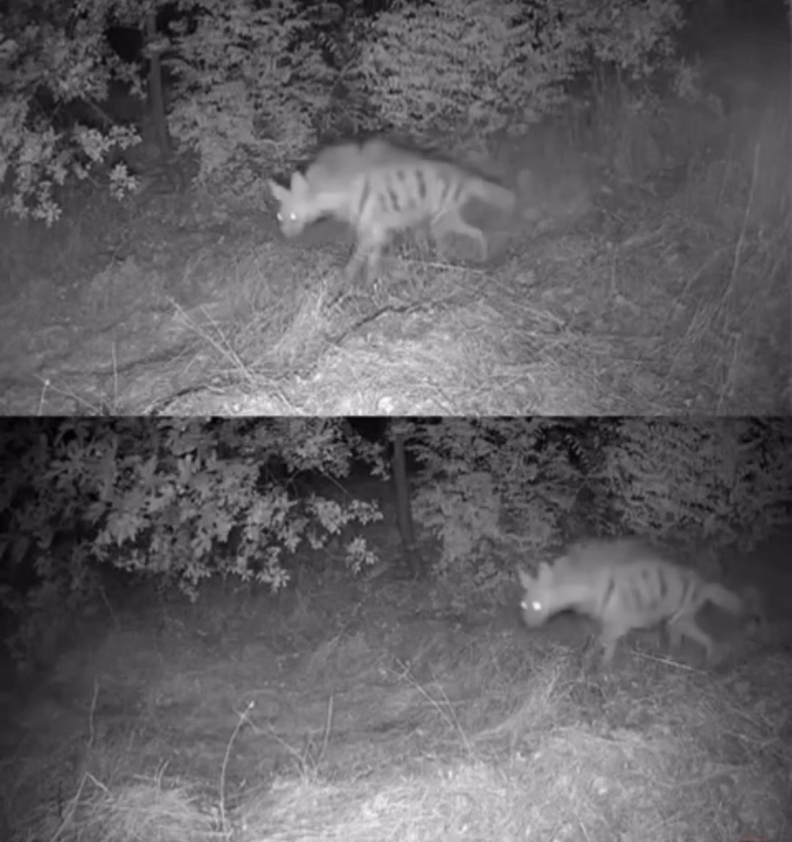 Diyarbakır’da yaban hayvanları foto kapana yakalandı
