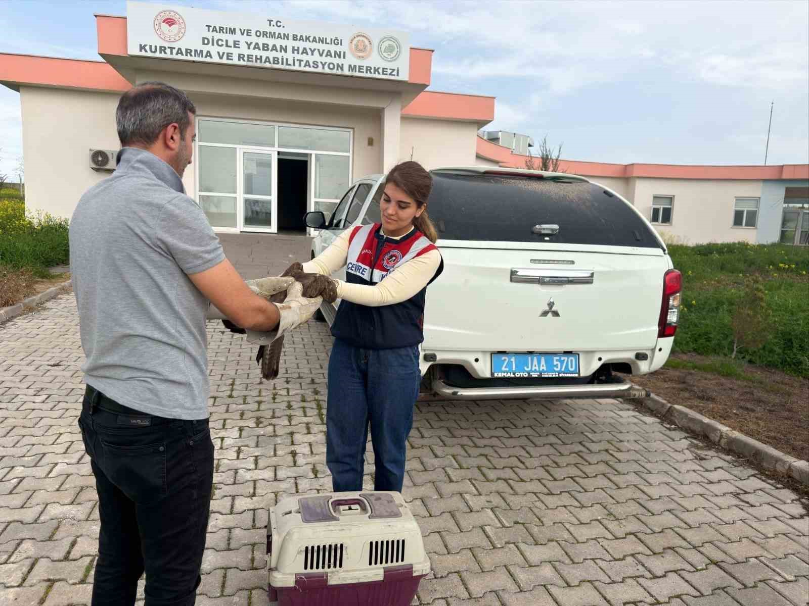 Diyarbakır’da yaralı bulunan şahin tedavi altına alındı
