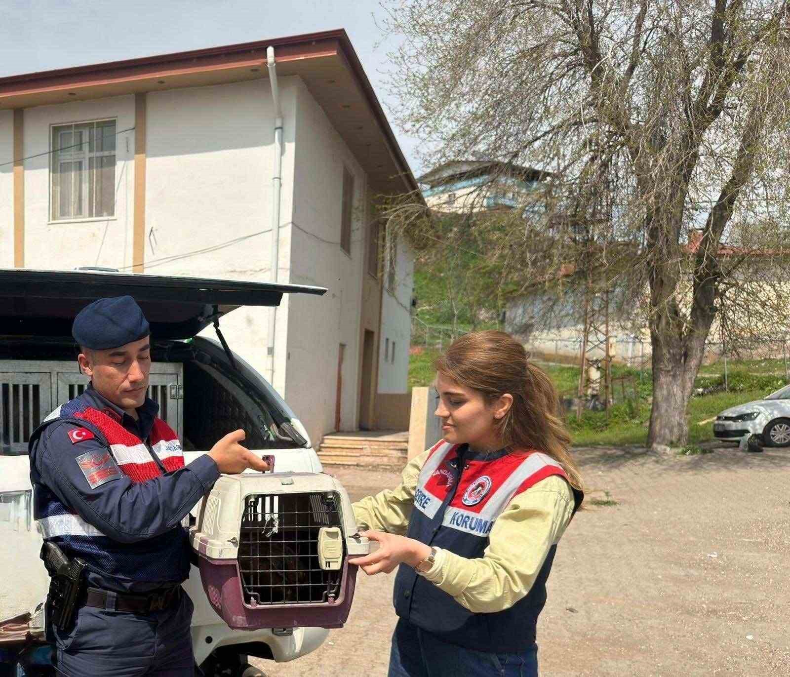 Diyarbakır’da yaralı bulunan şahin tedavi altına alındı
