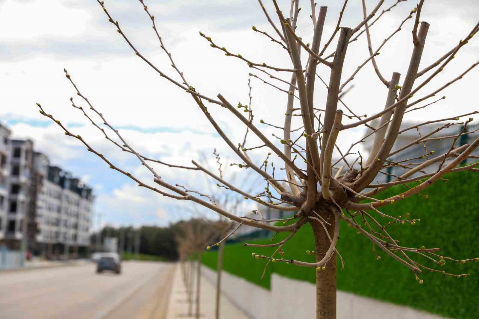 Diyarbakır’da yeşil dönüşüm: 5 bin ağaç dikildi

