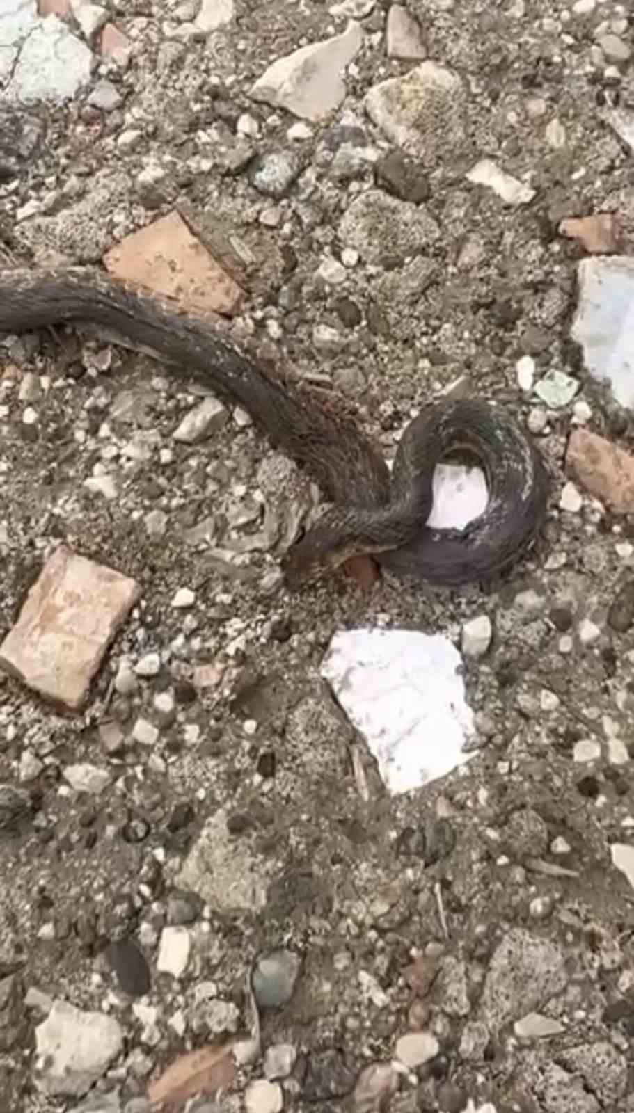 Diyarbakır’da yılanlar kış uykusundan uyandı
