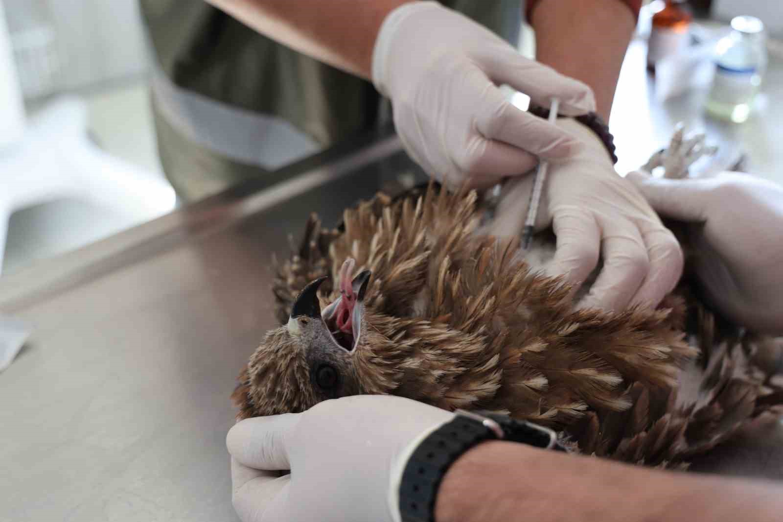 Diyarbakır’ın ekolojik dengesi Çevre ve Doğal Hayatı Koruma Kısmı tarafından korunuyor
