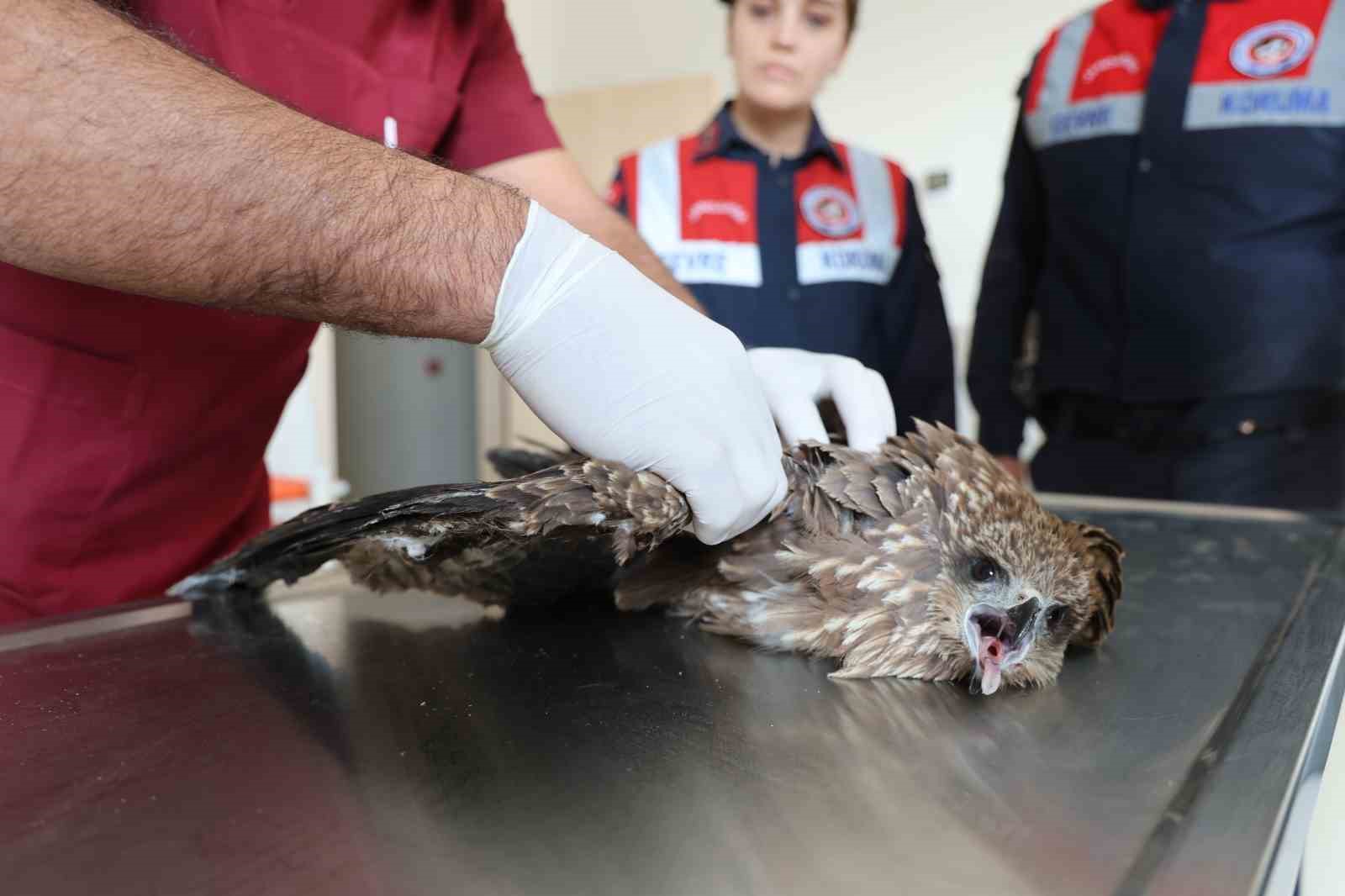 Diyarbakır’ın ekolojik dengesi Çevre ve Doğal Hayatı Koruma Kısmı tarafından korunuyor

