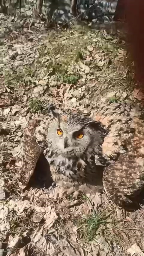 Doğada bulduğu puhu kuşunu ‘fıstık’ diyerek sevdi
