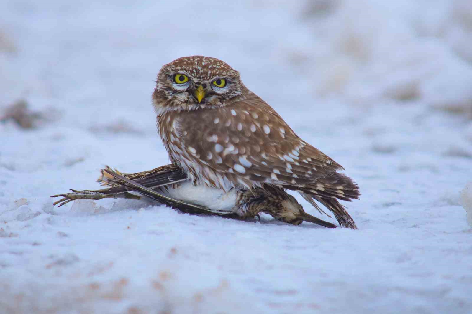 Doğada hayatta kalma mücadelesi
