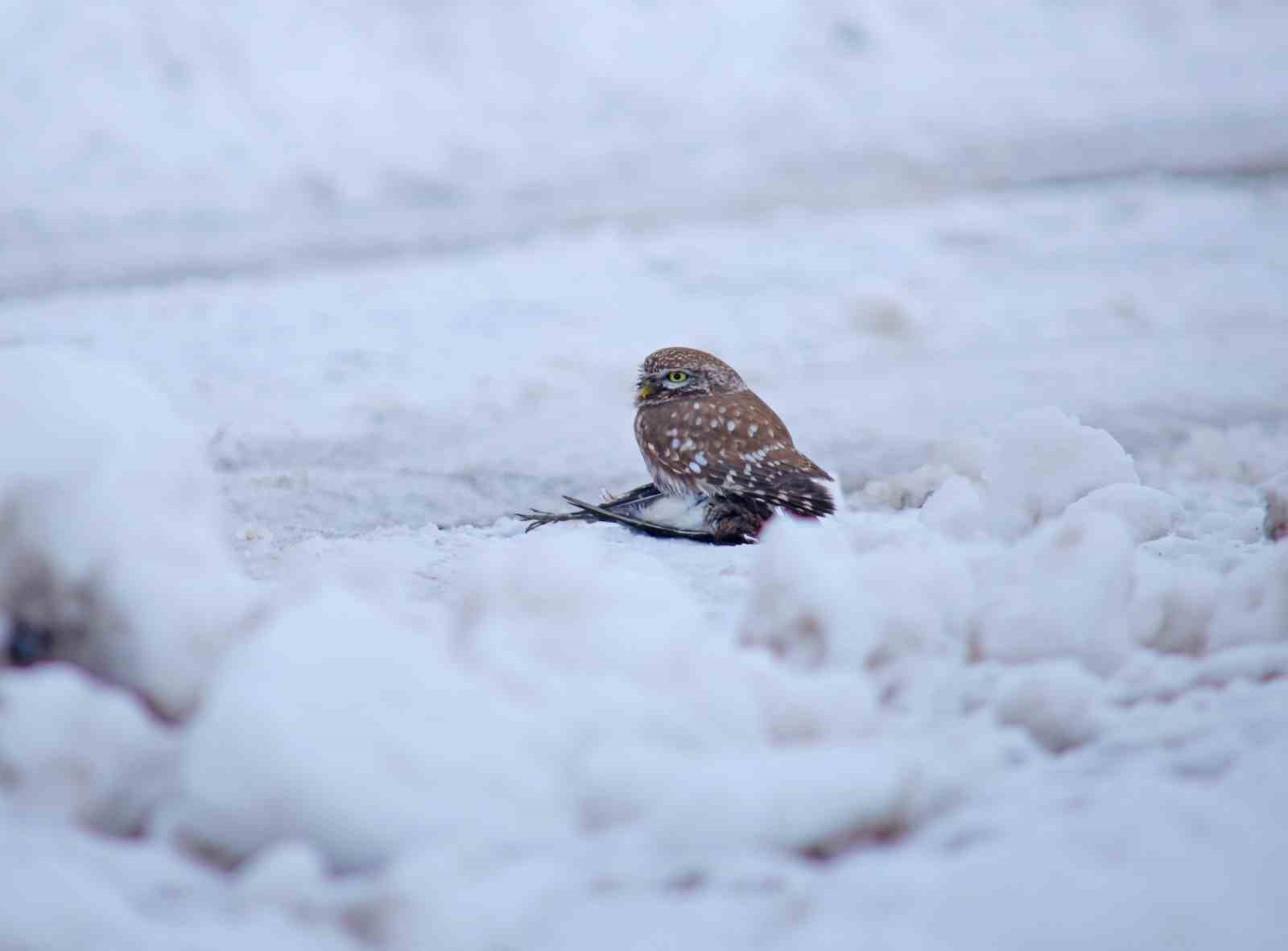 Doğada hayatta kalma mücadelesi
