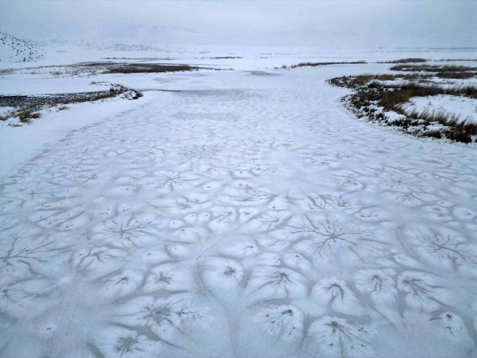 Doğada hayatta kalma mücadelesi
