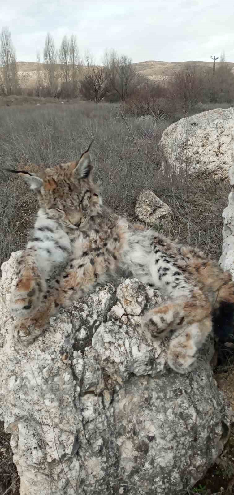 Doğada nadir görülen vaşak ölü bulundu
