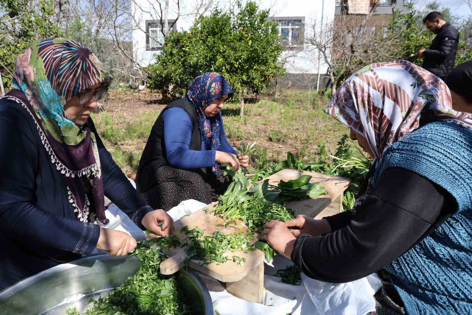 Doğadaki zehirli ot kara kazanda şifaya dönüşüyor
