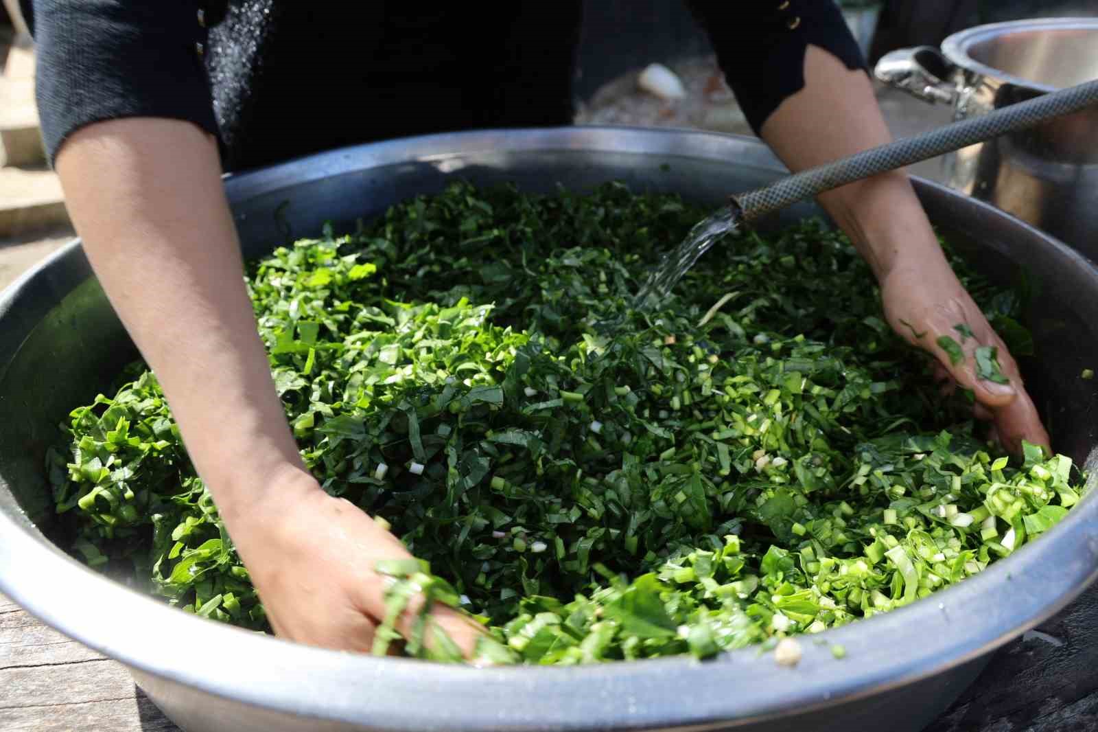 Doğadaki zehirli ot kara kazanda şifaya dönüşüyor
