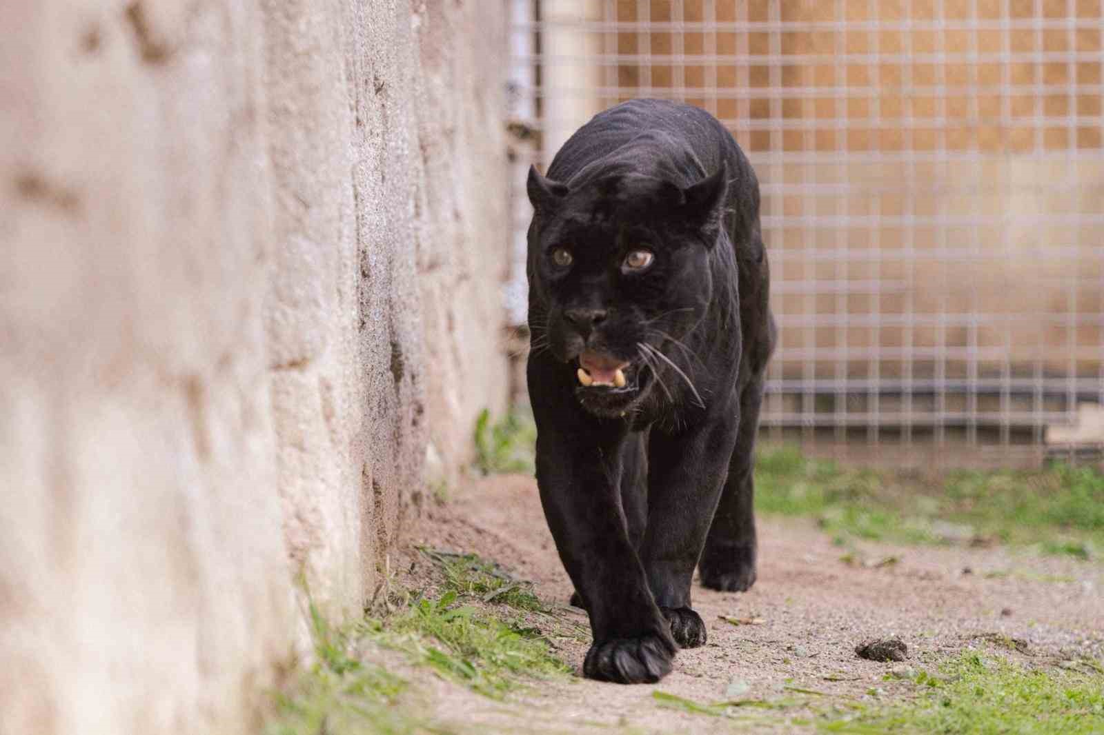 Doğal Yaşam Parkı’nın jaguarı Juliet yaşama veda etti
Doğal Yaşam Parkı’nın jaguarı Juliet yaşama veda etti