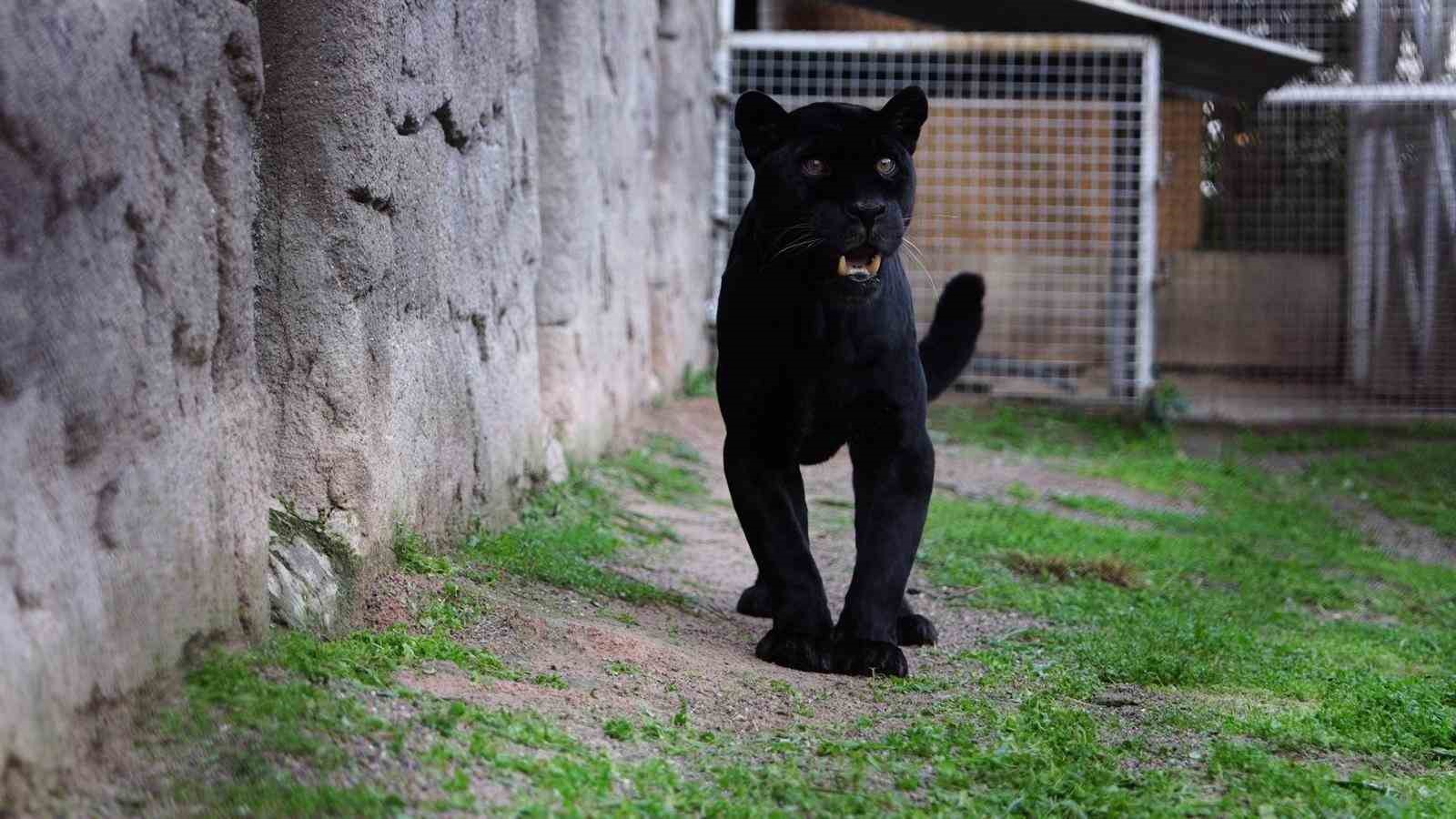 Doğal Yaşam Parkı’nın jaguarı Juliet yaşama veda etti
Doğal Yaşam Parkı’nın jaguarı Juliet yaşama veda etti