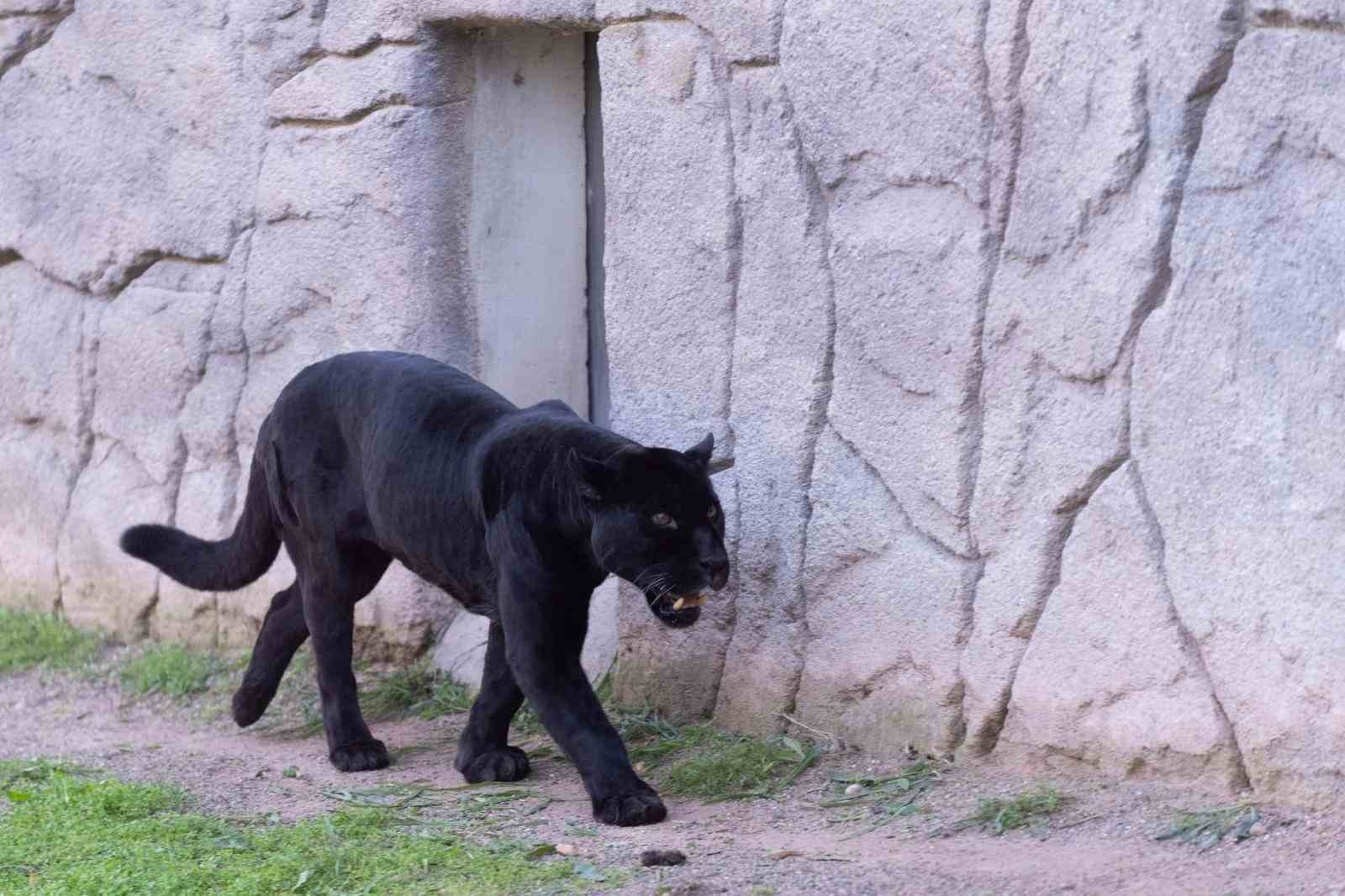 Doğal Yaşam Parkı’nın jaguarı Juliet yaşama veda etti
Doğal Yaşam Parkı’nın jaguarı Juliet yaşama veda etti