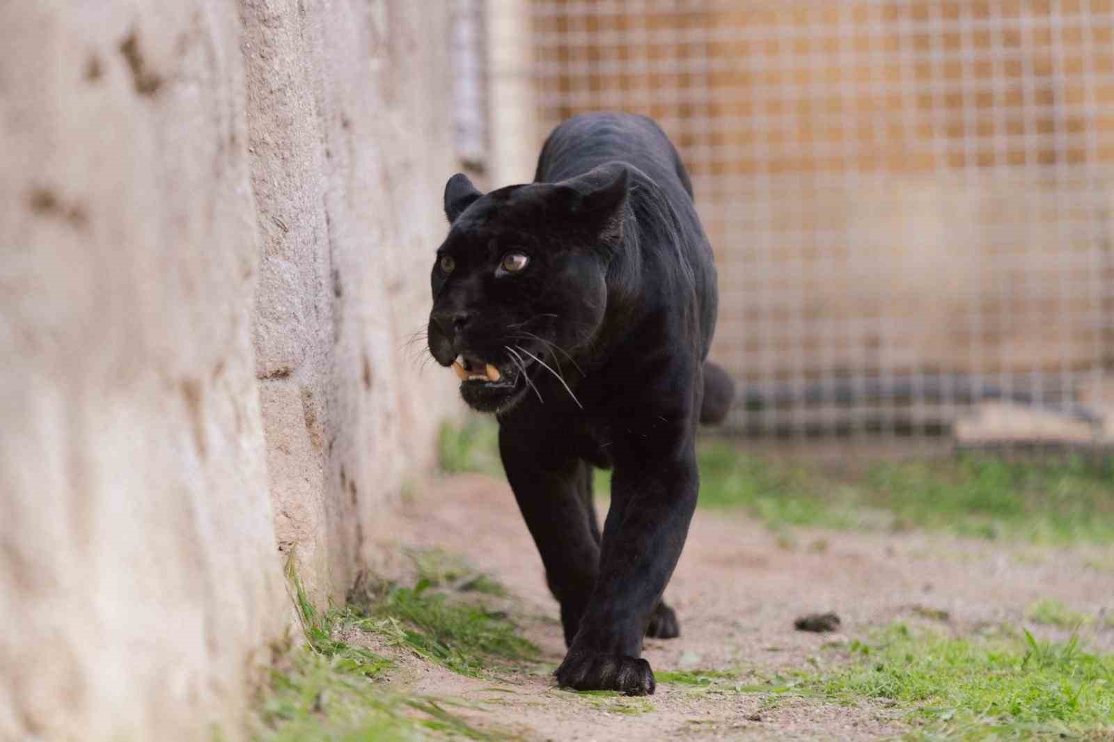 Doğal Yaşam Parkı’nın jaguarı Juliet yaşama veda etti
Doğal Yaşam Parkı’nın jaguarı Juliet yaşama veda etti