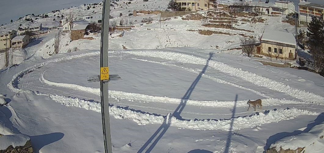 Doğanın kanunu gözler önüne serildi, vaşağın tavşan avı anbean kaydedildi
