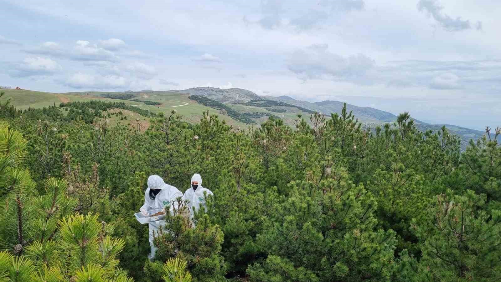 Doğanın sessiz kahramanları görev başında
