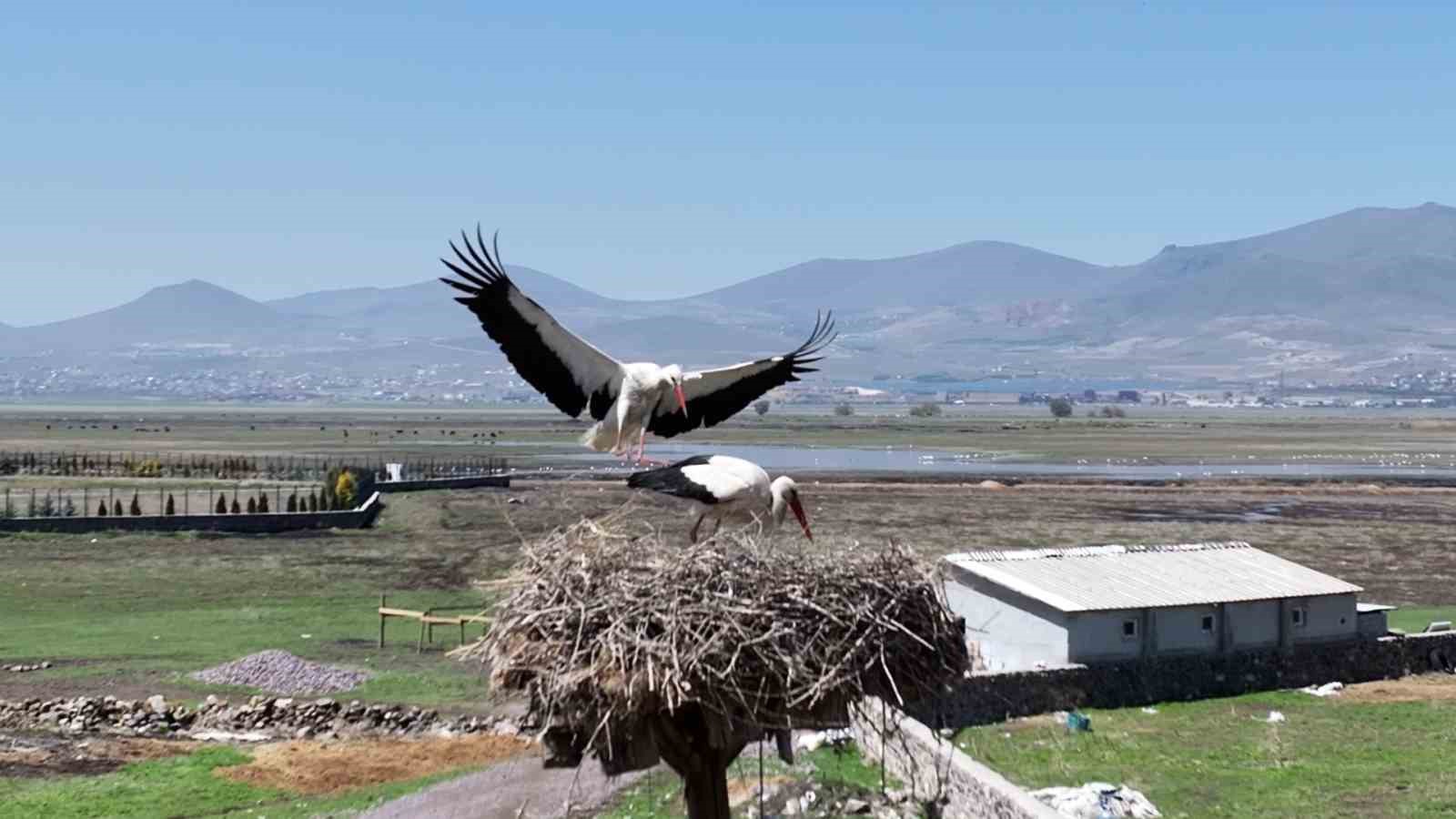 Doğanın uyanışı, Hürmetçi Sazlığı’nda sahneleniyor
