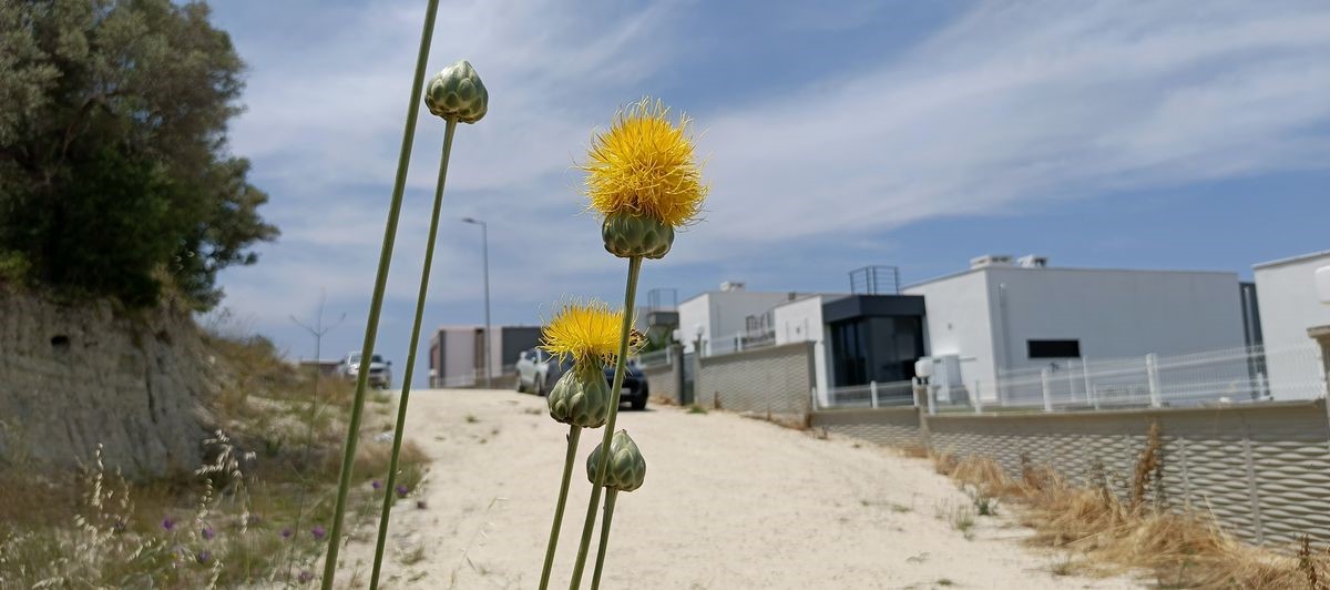 Doğaseverlerden Tülüşah için "acil koruma" çağrısı
Doğaseverlerden Tülüşah için "acil koruma" çağrısı
