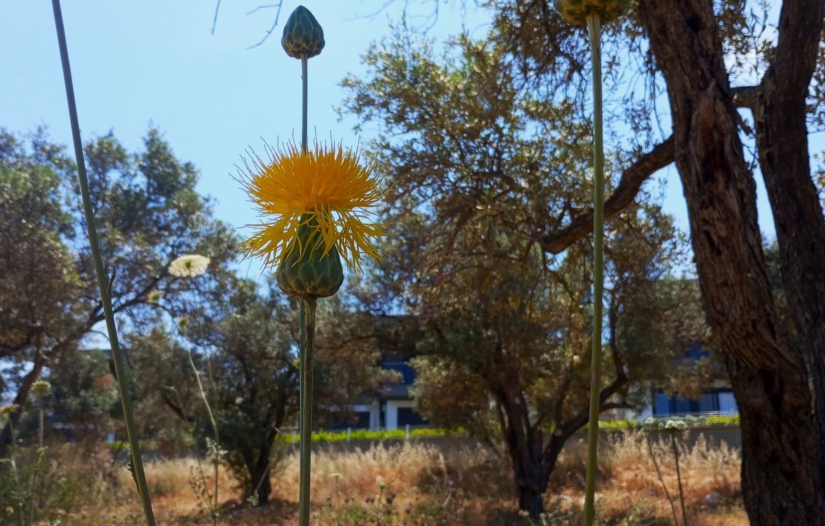 Doğaseverlerden Tülüşah için "acil koruma" çağrısı
Doğaseverlerden Tülüşah için "acil koruma" çağrısı