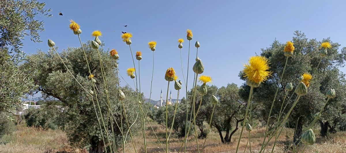 Doğaseverlerden Tülüşah için "acil koruma" çağrısı
Doğaseverlerden Tülüşah için "acil koruma" çağrısı