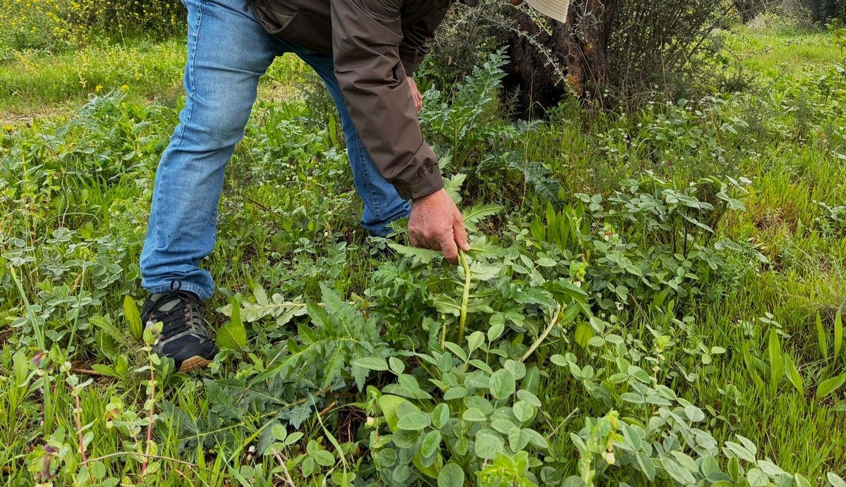 Doğaseverlerden Tülüşah için "acil koruma" çağrısı
Doğaseverlerden Tülüşah için "acil koruma" çağrısı