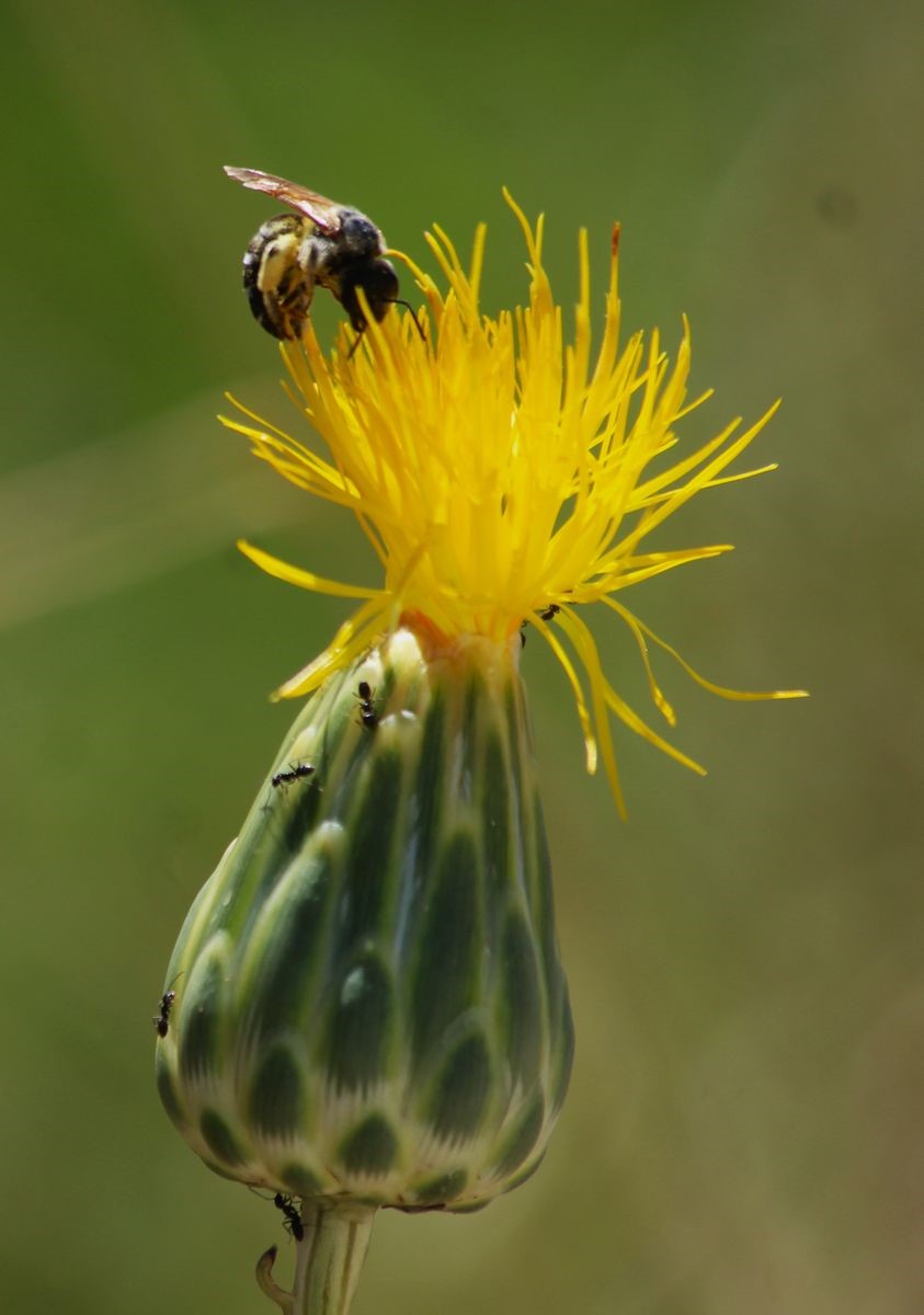 Doğaseverlerden Tülüşah için "acil koruma" çağrısı
Doğaseverlerden Tülüşah için "acil koruma" çağrısı