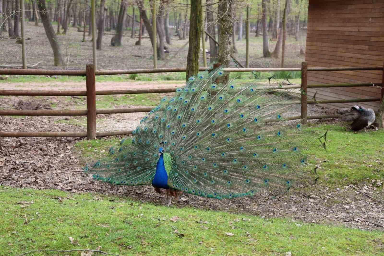 Doğaseverlerin uğrak noktası Ormanya bahara "merhaba" dedi
Doğaseverlerin uğrak noktası Ormanya bahara "merhaba" dedi
