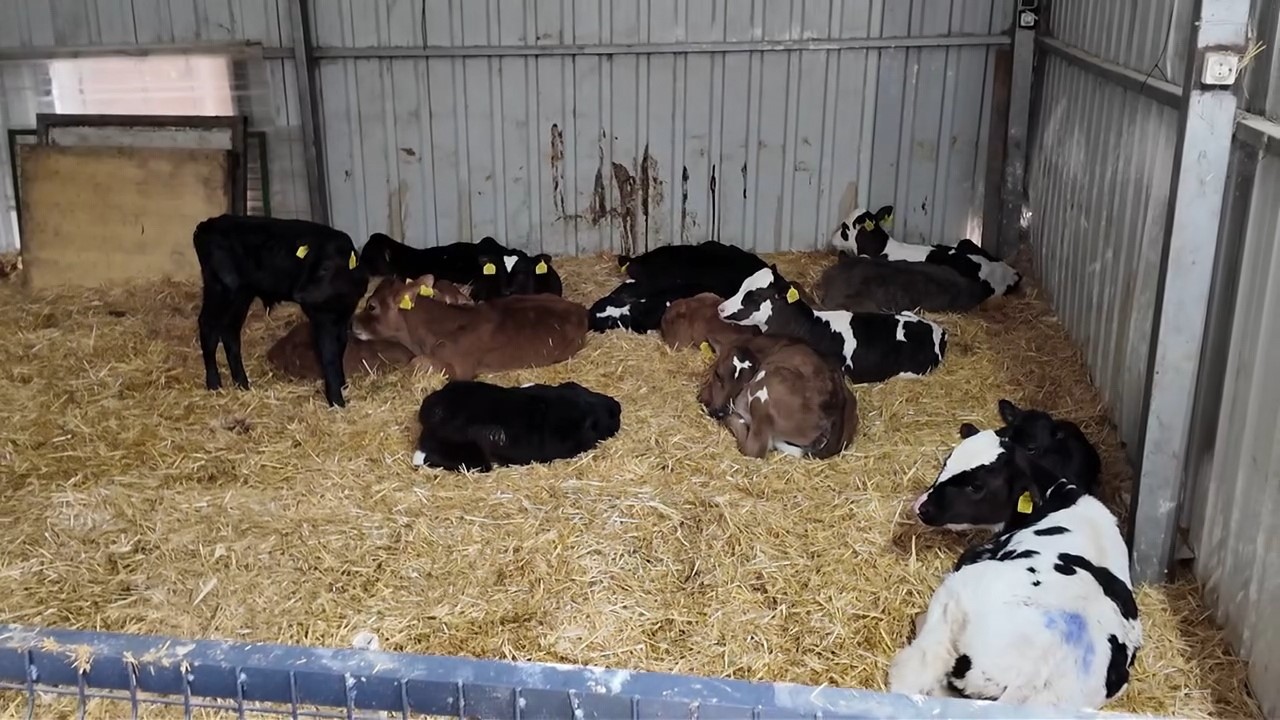 Doğum sonrası hataya yer yok: Üreticiye net reçete
