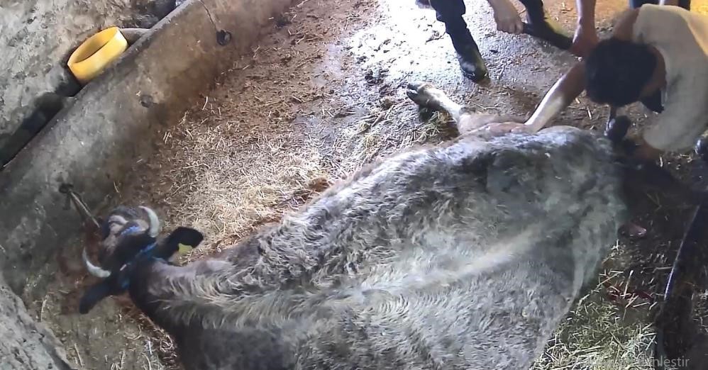 Doğum yapmakta zorlanan ineği sezaryen yapan S.T.’den açıklama: Çağırdılar insanlık namına yardımcı oldum
