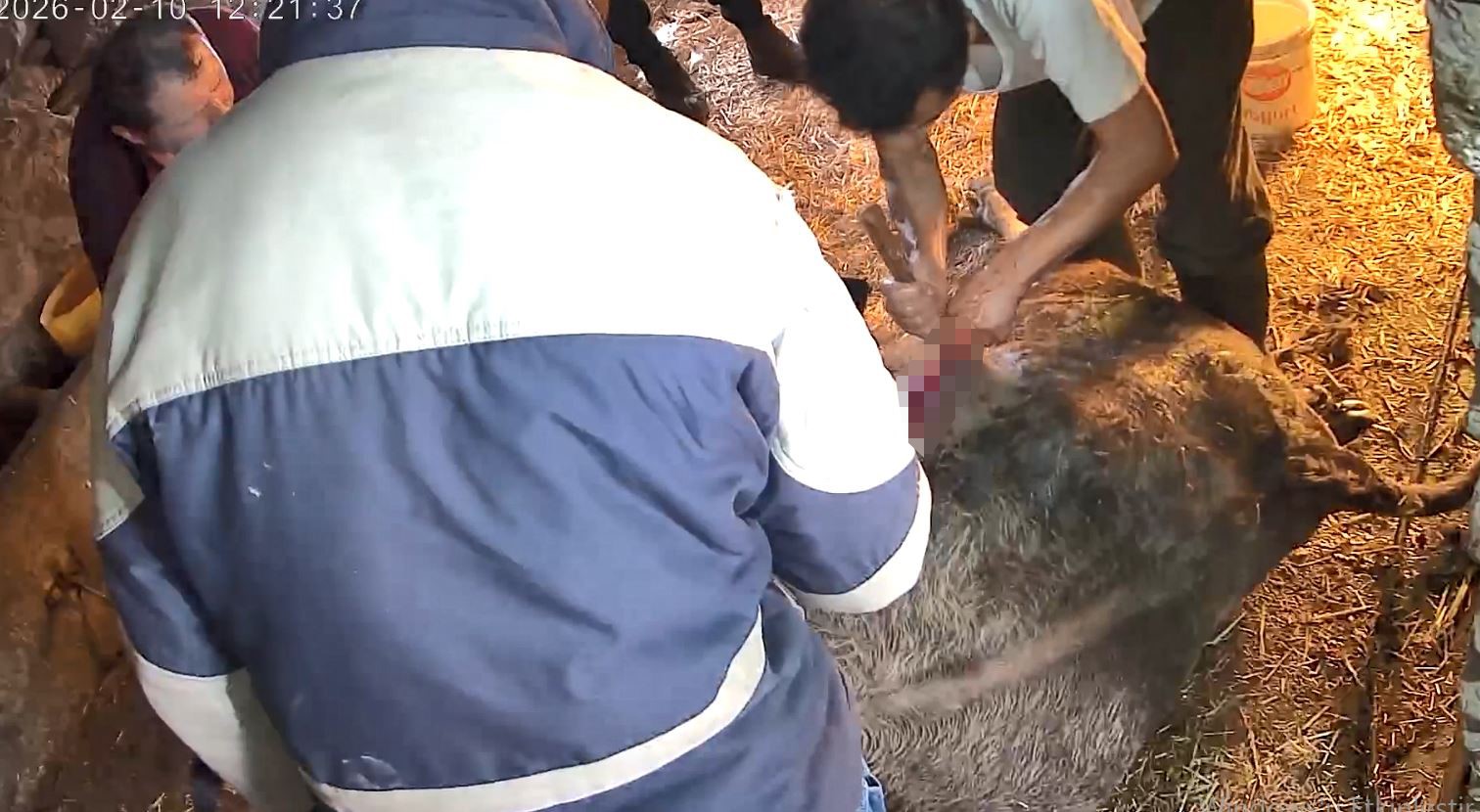 Doğum yapmakta zorlandığı için ekmek bıçağı ile ameliyat edilip sezaryen yapılan inek telef oldu
