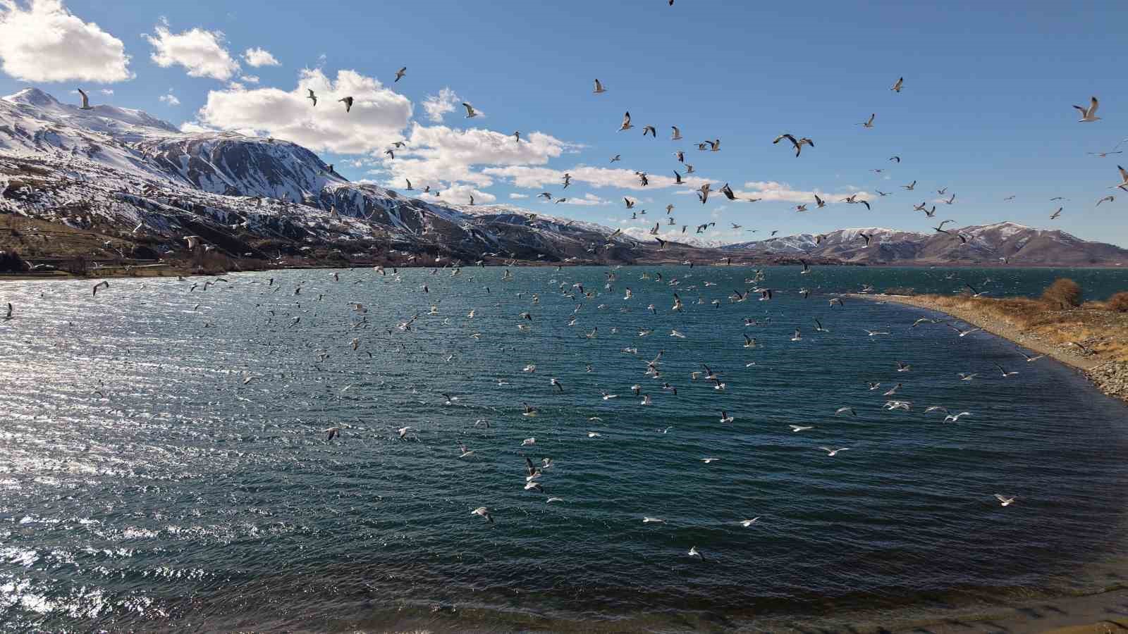 Doğu’nun gizli denizinde şefkat eli: Polis ekipleri martı ve tavşanları unutmadı
