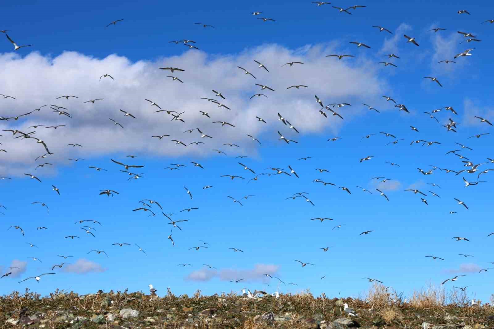 Doğu’nun gizli denizinde şefkat eli: Polis ekipleri martı ve tavşanları unutmadı
