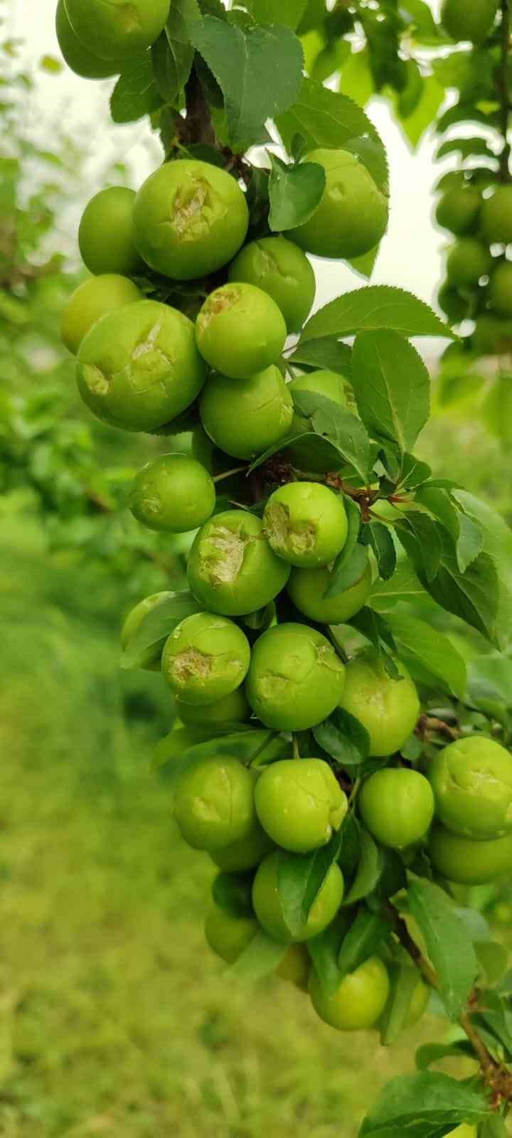 Dolu afeti sonrası hasar tespit çalışmalarına başlandı
