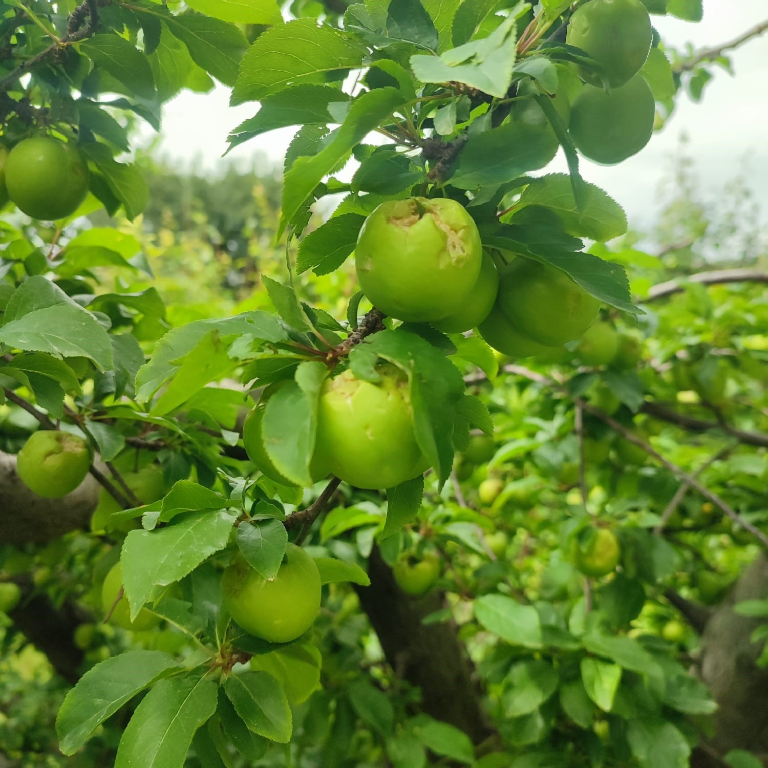 Dolu afeti sonrası hasar tespit çalışmalarına başlandı

