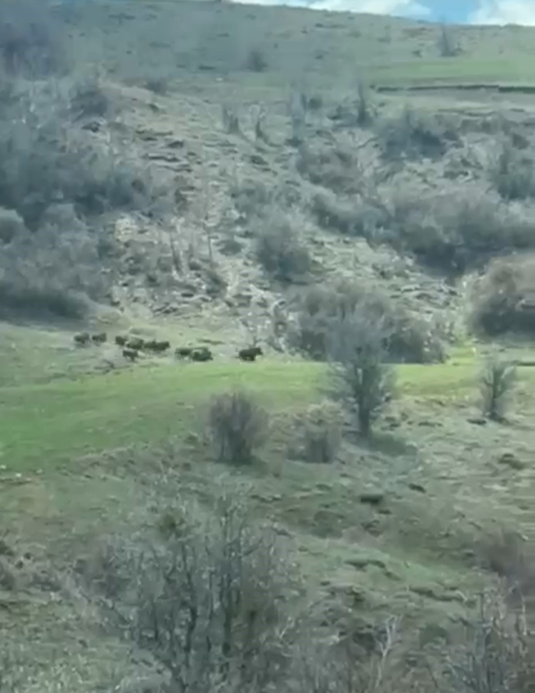 Domuz sürüsü çiftçinin kamerasına yansıdı
