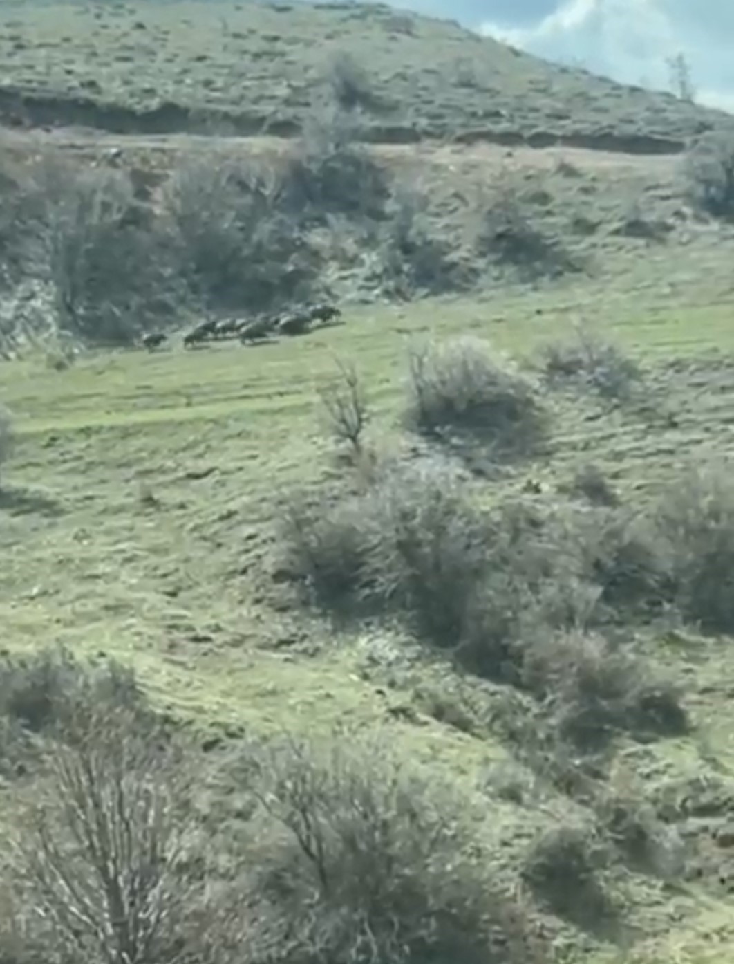 Domuz sürüsü çiftçinin kamerasına yansıdı
