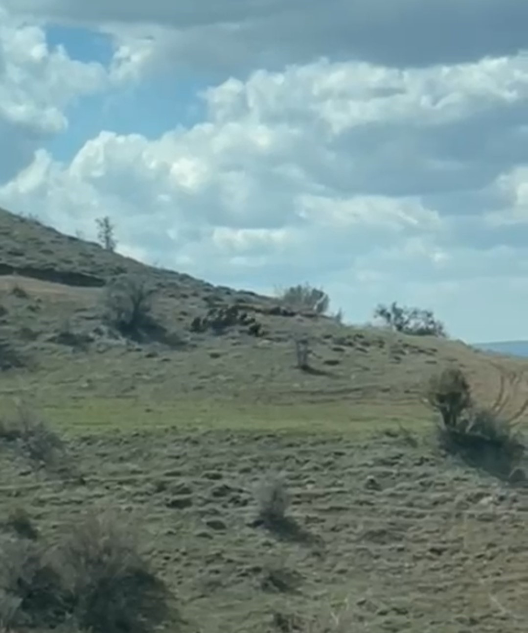 Domuz sürüsü çiftçinin kamerasına yansıdı
