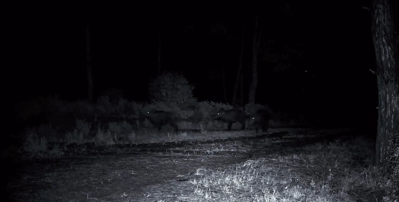 Domuz sürüsü fotokapana yakalandı
