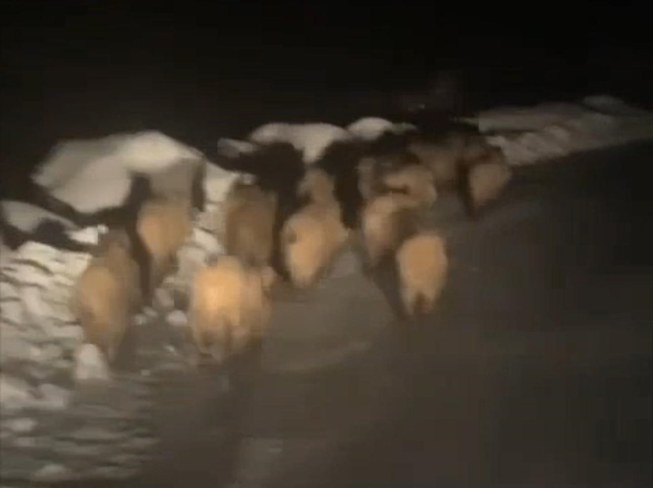 Domuz sürüsü köye indi
