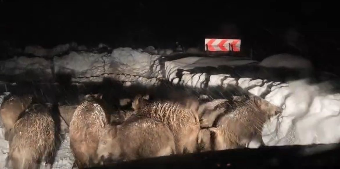 Domuz sürüsü yol açma çalışması yapan ekibin önünde ilerledi
